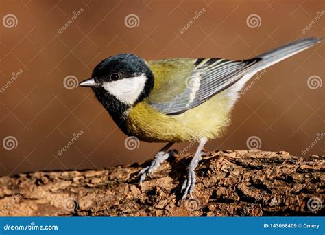 Great Tit Portrait Stock Photos and Pictures